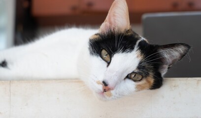 Calico cat resting head on white surface, exhibiting curiosity