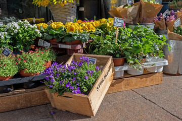 Purple bells in wooden box, primroses and other spring flowers with price tags at entrance of flower shop on sunny day