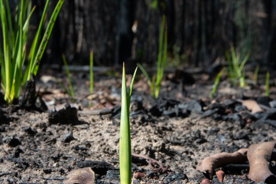Green shoots of regrowth after fire