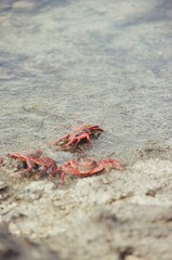 Crabs on the beach
