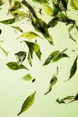 Fresh green tea leaf closeup view.