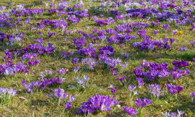 Obraz premium Wiese mit blauen Krokussen (Crocus)