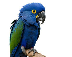 Naklejka premium Stunning Hyacinth Macaw Portrait, Captivating Deep Blue Plumage and Striking Yellow Eyes, Perched on a Branch in Detailed Close-Up, Showcasing Nature's Beauty