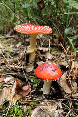 Mushrooms in the fall forest. Fly Agaric