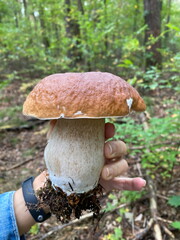 Huge Boletus in my hand. Mushrooms in the fall forest. Boletus