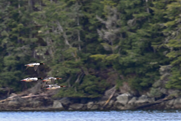 A group of Common Mergansers (Mergus merganser) fly over the ocean at Sitka, Alaska.