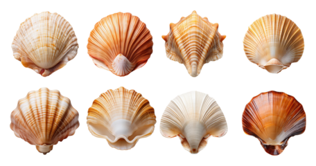 Assortment of Colorful Seashells for Coastal and Beach Themes, PNG bundle collection, Isolated on Transparent Background