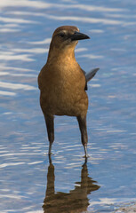 Female Boat-tailed Grackle, Florida, USA