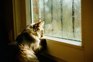Rainy Day Cat, Window Gaze