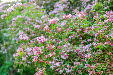 Pink Kolkwitzia bells.Blooming Pink Flowers with Green Foliage.Pink Flowers in Garden Setting