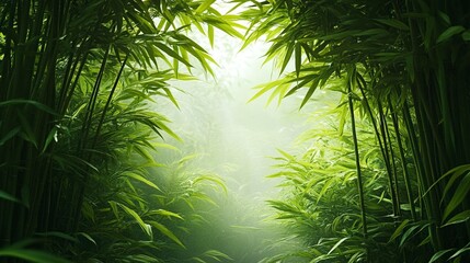 Obraz premium Lush green bamboo forest with sunlight filtering through the leaves.