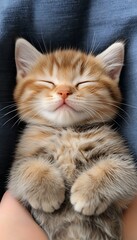 Fototapeta premium Sleepy Kitten in Hands