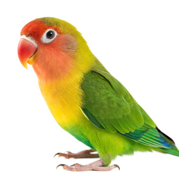 colorful lovebird with bright plumage isolated transparent background png