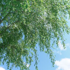 Fototapeta premium Green Leafy Tree Foliage Under Bright Blue Sky with Soft Clouds in a Scenic Nature Setting