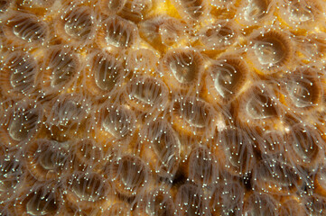 Particolare dei polipi di un corallo duro © Massimo