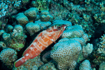  Cernia pinna nera, Epinephelus fasciatus, ferma tra i coralli del mar rosso