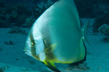 Primo piano di un pesce pipistrello orbicolare, Platax orbicularis 