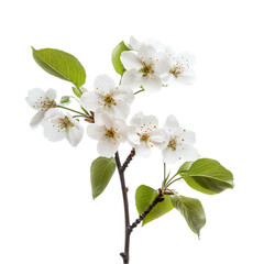 Obraz premium White Blossoms Spring Branch Floral Nature Beauty,