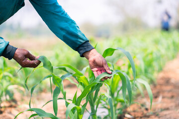 Cultivating corn farmer tending crops in lush fields agricultural scene close-up perspective on...