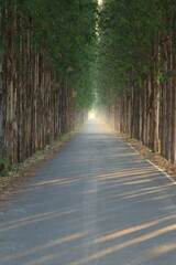 Obraz premium Long straight road with enormous eucalyptus trees in the Kasetsart Unitversity Kamphaeng Saen campus ,Thailand