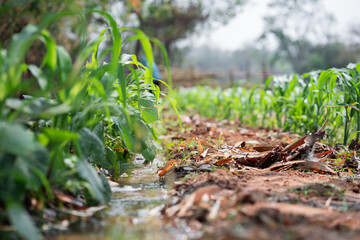 Irrigated corn field growth rural area nature green environment low angle agricultural development