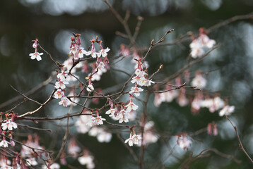 One of the basic original species of cherry blossoms,Kinkimamezakura
