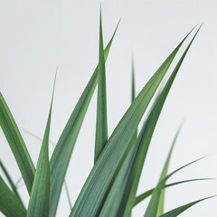 Fototapeta premium Grass blade on plain white background clean simple and minimalist focus top view