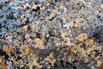 Colorful Lichen Growing on Volcanic Rock in Iceland