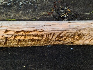 Weathered driftwood log lying on black sand beach in Iceland