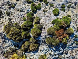 Green moss growing on a rock in Iceland