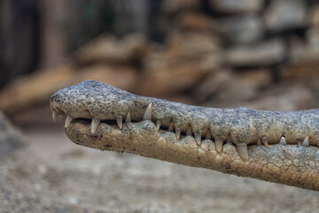 Detail of the jaw of a saltwater crocodile.
