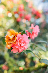 pink camellia japonica