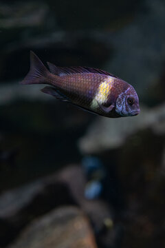 Dubois's mouthwater fish under the surface.

