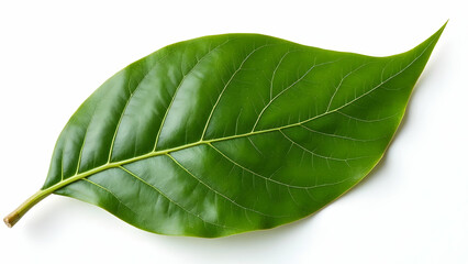 Fototapeta premium Fine Vein Structure of Premium Mediterranean Bay Leaves