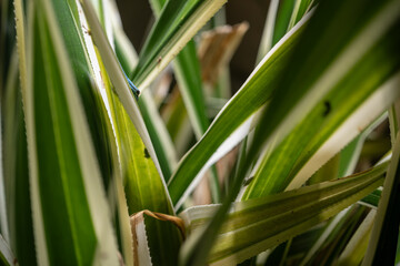Blue gecko on the leaves of a plant.
