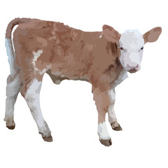 Simmental calf isolated on white background. Image trace vektor.