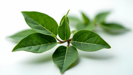  Professionally Styled Bay Leaves: Culinary Excellence 