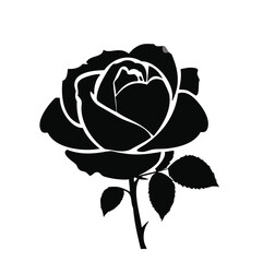 rose on white background