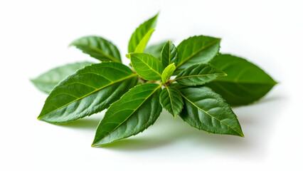 Obraz premium Culinary-Grade Bay Leaves: Chef's Essential Ingredient