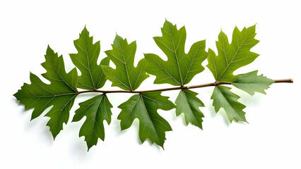 Oak Leaves Both Sides: Complete Branch Reference