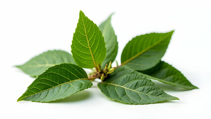 Obraz premium Pristine Culinary Bay Leaves for Gourmet Cooking