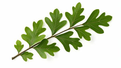 Botanical Specimen: Quercus Branch with Green Leaves