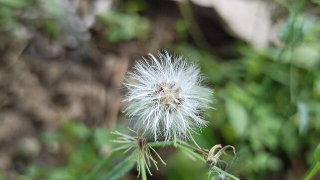 Senecio vulgaris in the garden