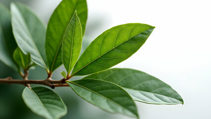 Naklejka premium Perfect Focus Study of Mediterranean Bay Leaves 
