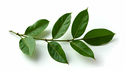Fototapeta premium Clean-Edged Premium Bay Leaves: Culinary Detail 