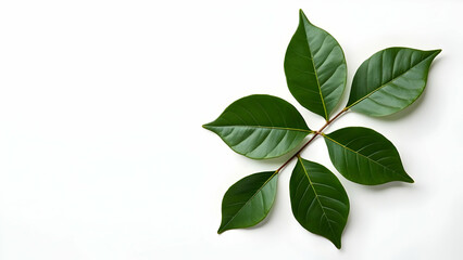  Elegant Arrangement of Premium Culinary Bay Leaves 