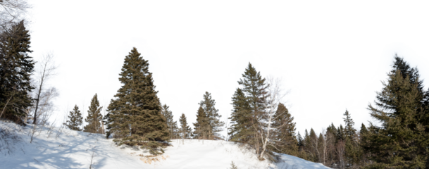 Panorama of snowy winter scene with northern evergreens and a transparent sky

