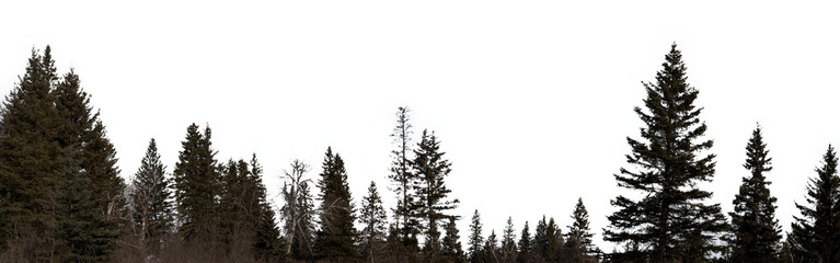 Panorama of northern evergreen trees in winter with a transparent sky
