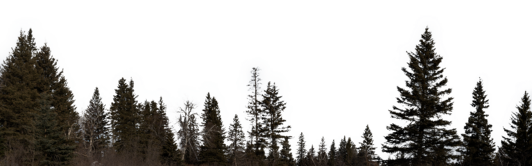 Panorama of northern evergreen trees in winter with a transparent sky
