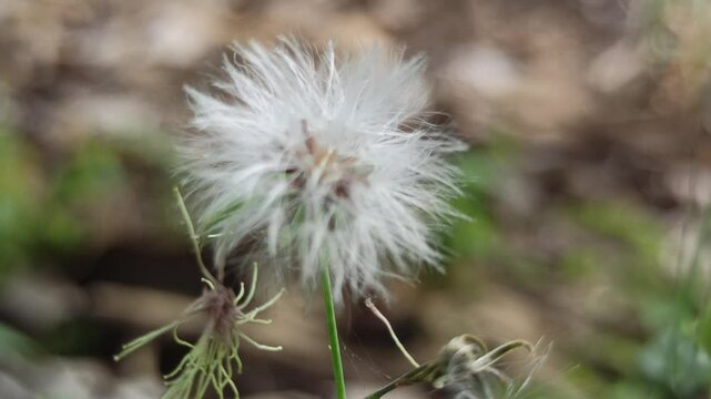 Senecio vulgaris in the garden